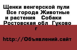 Щенки венгерской пули - Все города Животные и растения » Собаки   . Ростовская обл.,Гуково г.